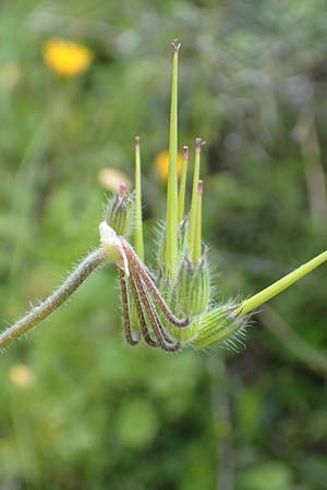 Erodium malacoides \ Malvenbl&auml;ttriger Reiherschnabel / Soft Stork's-Bill, Rhodos/Rhodes Gennadi 1.4.2019