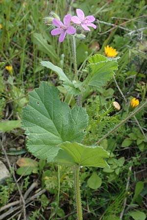 Erodium malacoides \ Malvenbl&auml;ttriger Reiherschnabel / Soft Stork's-Bill, Rhodos/Rhodes Gennadi 1.4.2019