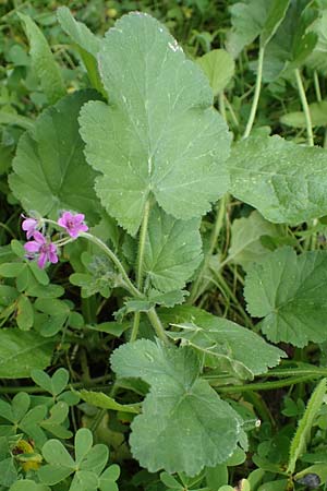 Erodium chium \ Chios-Reiherschnabel / Chios Stork's-Bill, Rhodos/Rhodes Archangelos 17.3.2023