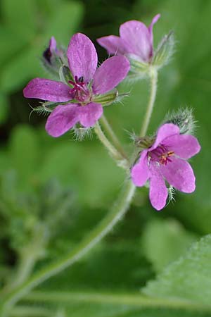 Erodium chium \ Chios-Reiherschnabel / Chios Stork's-Bill, Rhodos/Rhodes Archangelos 17.3.2023