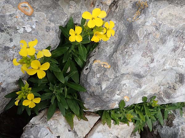 Erysimum rhodium \ Rhodischer Sch�terich / Rhodian Treacle Mustard, Rhodos/Rhodes Akramitis 21.3.2023