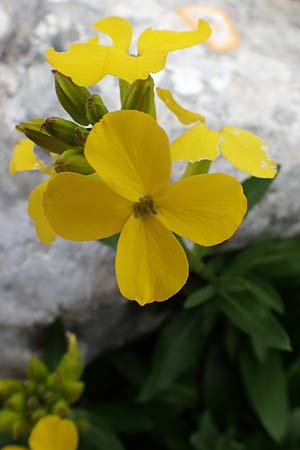 Erysimum rhodium \ Rhodischer Sch�terich / Rhodian Treacle Mustard, Rhodos/Rhodes Akramitis 21.3.2023