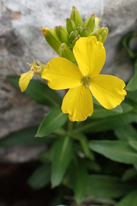 Erysimum rhodium \ Rhodischer Sch�terich / Rhodian Treacle Mustard, Rhodos/Rhodes Akramitis 21.3.2023