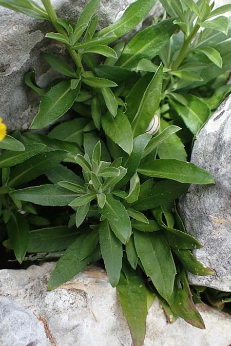 Erysimum rhodium \ Rhodischer Sch�terich / Rhodian Treacle Mustard, Rhodos/Rhodes Akramitis 21.3.2023