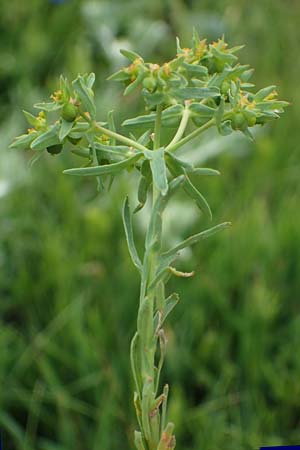 Euphorbia taurinensis \ Turiner Wolfsmilch / Torino Spurge, Rhodos/Rhodes Kamiros 22.3.2023