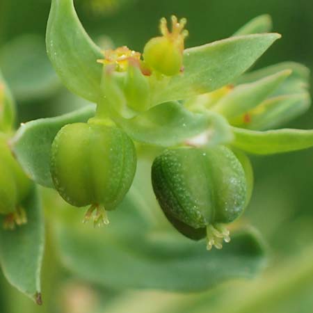 Euphorbia taurinensis \ Turiner Wolfsmilch / Torino Spurge, Rhodos/Rhodes Kamiros 22.3.2023