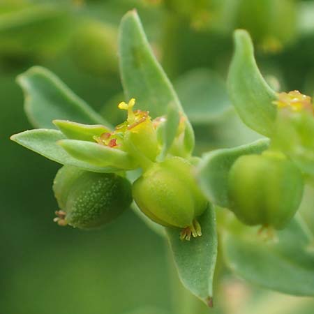 Euphorbia taurinensis \ Turiner Wolfsmilch / Torino Spurge, Rhodos/Rhodes Kamiros 22.3.2023