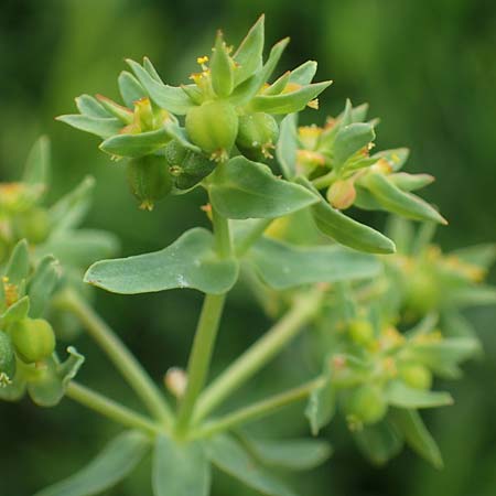 Euphorbia taurinensis \ Turiner Wolfsmilch / Torino Spurge, Rhodos/Rhodes Kamiros 22.3.2023