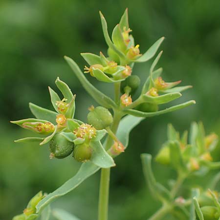 Euphorbia taurinensis \ Turiner Wolfsmilch / Torino Spurge, Rhodos/Rhodes Kamiros 22.3.2023