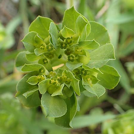 Euphorbia helioscopia subsp. helioscopioides \ Kleine Sonnwend-Wolfsmilch / Small Sun Spurge, Rhodos/Rhodes Profilia 5.4.2019