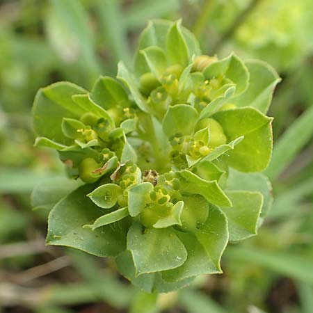 Euphorbia helioscopia subsp. helioscopioides \ Kleine Sonnwend-Wolfsmilch / Small Sun Spurge, Rhodos/Rhodes Profilia 5.4.2019