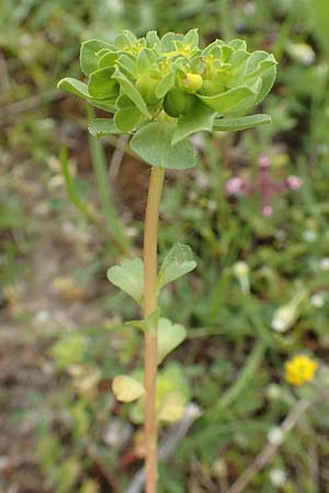 Euphorbia helioscopia subsp. helioscopioides \ Kleine Sonnwend-Wolfsmilch / Small Sun Spurge, Rhodos/Rhodes Profilia 5.4.2019