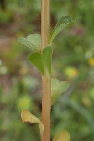 Euphorbia helioscopia subsp. helioscopioides \ Kleine Sonnwend-Wolfsmilch / Small Sun Spurge, Rhodos/Rhodes Profilia 5.4.2019