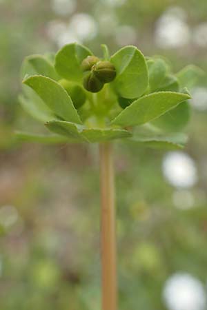 Euphorbia helioscopia subsp. helioscopioides \ Kleine Sonnwend-Wolfsmilch / Small Sun Spurge, Rhodos/Rhodes Profilia 5.4.2019