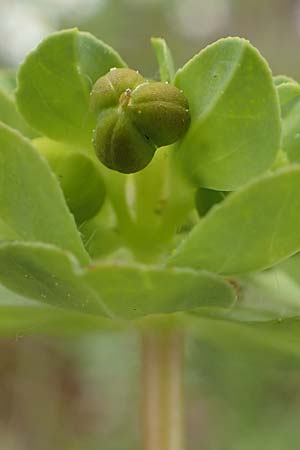 Euphorbia helioscopia subsp. helioscopioides \ Kleine Sonnwend-Wolfsmilch / Small Sun Spurge, Rhodos/Rhodes Profilia 5.4.2019