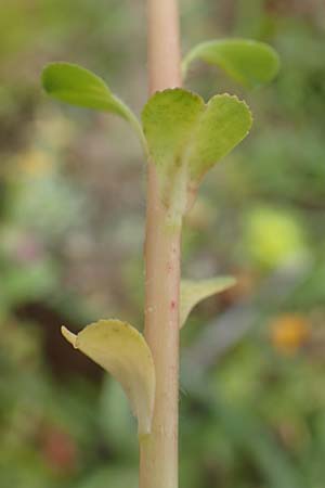 Euphorbia helioscopia subsp. helioscopioides \ Kleine Sonnwend-Wolfsmilch / Small Sun Spurge, Rhodos/Rhodes Profilia 5.4.2019