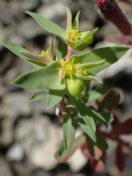 Euphorbia taurinensis \ Turiner Wolfsmilch / Torino Spurge, Rhodos/Rhodes Moni Artamiti 16.3.2023