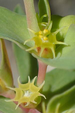 Euphorbia taurinensis \ Turiner Wolfsmilch / Torino Spurge, Rhodos/Rhodes Moni Artamiti 16.3.2023
