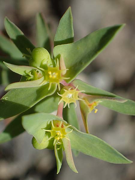 Euphorbia taurinensis \ Turiner Wolfsmilch / Torino Spurge, Rhodos/Rhodes Moni Artamiti 16.3.2023