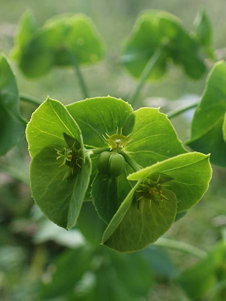 Euphorbia terracina \ Terracina Wolfsmilch, Nelken-Wolfsmilch / Terracina Spurge, Carnation Spurge, Rhodos/Rhodes Koskinou 22.3.2023