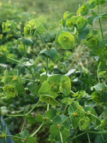 Euphorbia terracina \ Terracina Wolfsmilch, Nelken-Wolfsmilch / Terracina Spurge, Carnation Spurge, Rhodos/Rhodes Koskinou 22.3.2023