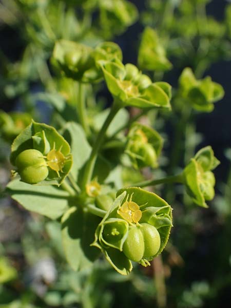 Euphorbia terracina \ Terracina Wolfsmilch, Nelken-Wolfsmilch / Terracina Spurge, Carnation Spurge, Rhodos/Rhodes Afandou 28.3.2023