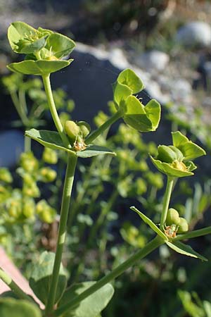 Euphorbia terracina \ Terracina Wolfsmilch, Nelken-Wolfsmilch / Terracina Spurge, Carnation Spurge, Rhodos/Rhodes Afandou 28.3.2023