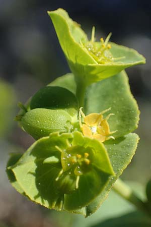 Euphorbia terracina \ Terracina Wolfsmilch, Nelken-Wolfsmilch / Terracina Spurge, Carnation Spurge, Rhodos/Rhodes Afandou 28.3.2023