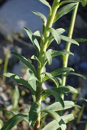 Euphorbia terracina \ Terracina Wolfsmilch, Nelken-Wolfsmilch / Terracina Spurge, Carnation Spurge, Rhodos/Rhodes Afandou 28.3.2023