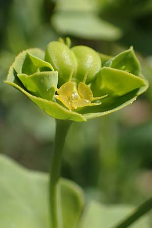 Euphorbia terracina \ Terracina Wolfsmilch, Nelken-Wolfsmilch / Terracina Spurge, Carnation Spurge, Rhodos/Rhodes Afandou 28.3.2023