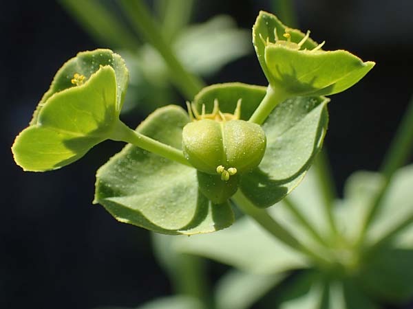 Euphorbia terracina \ Terracina Wolfsmilch, Nelken-Wolfsmilch / Terracina Spurge, Carnation Spurge, Rhodos/Rhodes Afandou 28.3.2023