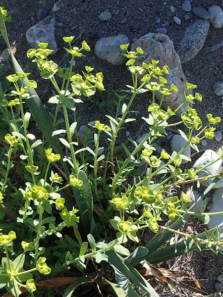 Euphorbia terracina \ Terracina Wolfsmilch, Nelken-Wolfsmilch / Terracina Spurge, Carnation Spurge, Rhodos/Rhodes Afandou 28.3.2023