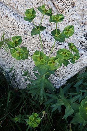 Euphorbia terracina \ Terracina Wolfsmilch, Nelken-Wolfsmilch / Terracina Spurge, Carnation Spurge, Rhodos/Rhodes City 28.3.2023