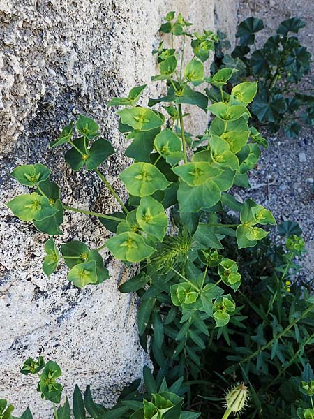 Euphorbia terracina \ Terracina Wolfsmilch, Nelken-Wolfsmilch / Terracina Spurge, Carnation Spurge, Rhodos/Rhodes City 28.3.2023