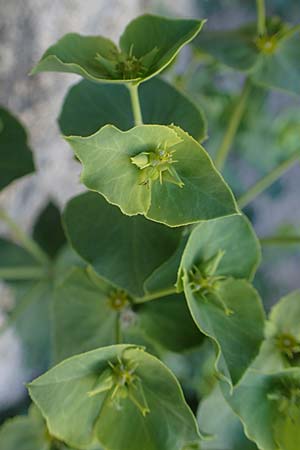 Euphorbia terracina \ Terracina Wolfsmilch, Nelken-Wolfsmilch / Terracina Spurge, Carnation Spurge, Rhodos/Rhodes City 28.3.2023