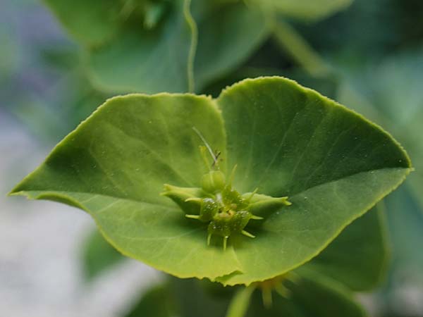 Euphorbia terracina \ Terracina Wolfsmilch, Nelken-Wolfsmilch / Terracina Spurge, Carnation Spurge, Rhodos/Rhodes City 28.3.2023