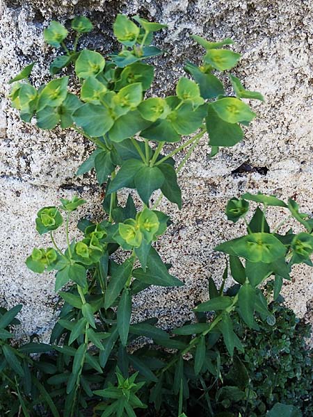 Euphorbia terracina \ Terracina Wolfsmilch, Nelken-Wolfsmilch / Terracina Spurge, Carnation Spurge, Rhodos/Rhodes City 28.3.2023