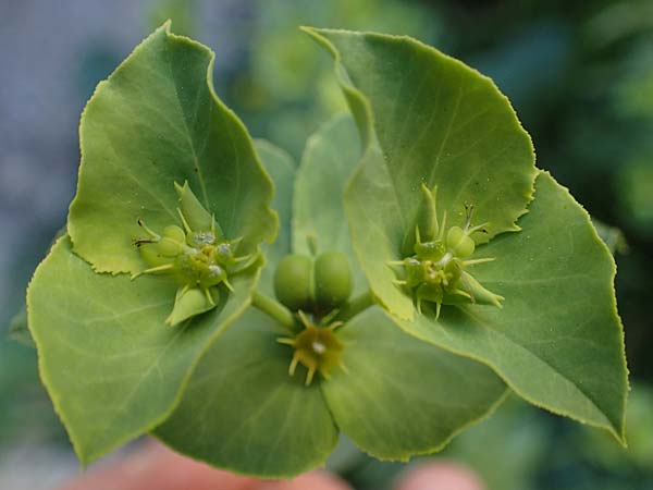 Euphorbia terracina \ Terracina Wolfsmilch, Nelken-Wolfsmilch / Terracina Spurge, Carnation Spurge, Rhodos/Rhodes City 28.3.2023