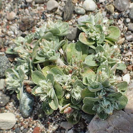 Filago aegaea \ gisches Filzkraut / Aegean Cudweed, Rhodos Apolakkia 3.4.2019