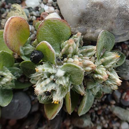 Filago aegaea \ gisches Filzkraut / Aegean Cudweed, Rhodos Apolakkia 3.4.2019