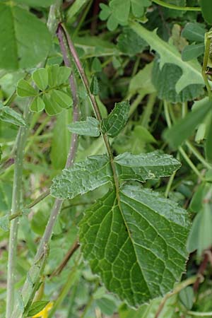 Eruca vesicaria \ Senf-Rauke / Garden Rocket, Rhodos Archangelos 17.3.2023