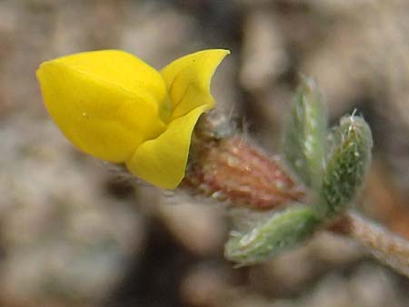Lotus peregrinus \ Fremder Hornklee, Rhodos Apolakkia 3.4.2019