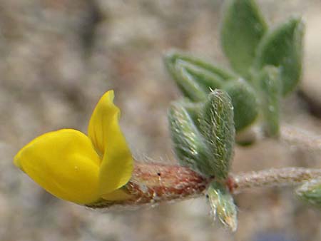Lotus peregrinus \ Fremder Hornklee, Rhodos Apolakkia 3.4.2019