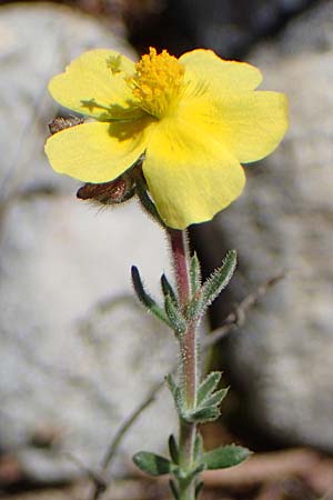 Fumana thymifolia \ Thymianbl&auml;ttriges Nadelr�schen / Thyme-Leaved Sun-Rose, Rhodos/Rhodes Kolymbia 18.3.2023
