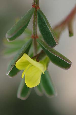 Hippocrepis unisiliquosa \ Einh�lsiger Hufeisenklee, Rhodos Akramitis 21.3.2023