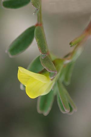 Hippocrepis unisiliquosa \ Einh�lsiger Hufeisenklee, Rhodos Akramitis 21.3.2023