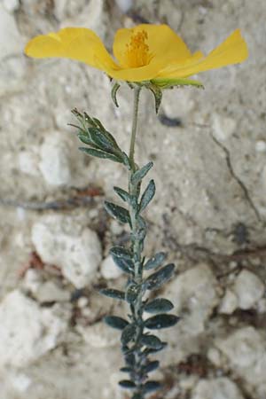Fumana arabica \ Zwerg-Nadelrschen / Mediterranean Sun-Rose, Rhodos Kamiros 22.3.2023