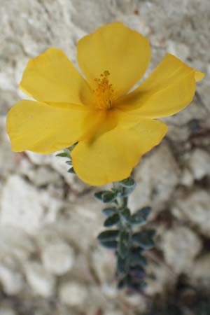 Fumana arabica \ Zwerg-Nadelrschen / Mediterranean Sun-Rose, Rhodos Kamiros 22.3.2023