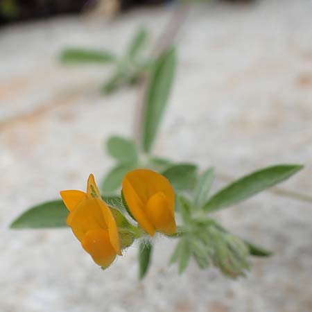 Hymenocarpos circinnatus \ Pfennig-Klee / Disk Trefoil, Rhodos Tsambika 30.3.2019