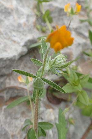 Hymenocarpos circinnatus \ Pfennig-Klee / Disk Trefoil, Rhodos Tsambika 30.3.2019